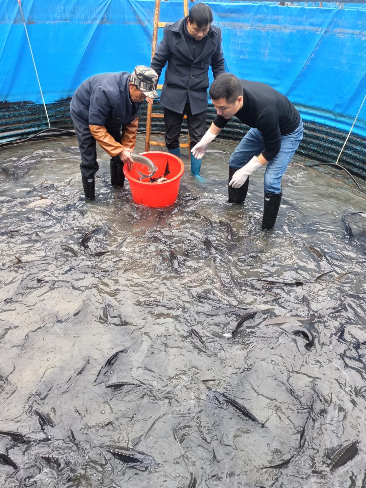 ¹àÑôÉϸ¦´åÉúÌ¬ÑøÓãϲ»ñ·áÊÕ2.jpg ¹àÑôÉϸ¦´åÉúÌ¬ÑøÓãϲ»ñ·áÊÕ2.jpg